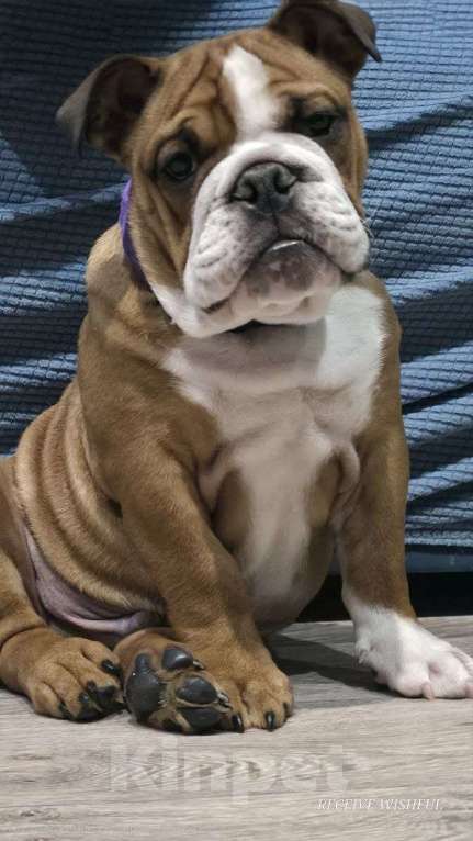 Собаки в Волгограде: Ждем своего человека 🐾 Мальчик, 65 000 руб. - фото 5