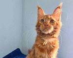 Кошки в Самаре: Котёнок породы Мейн-кун MCO female Iriska, color d Девочка, 40 000 руб. - фото 6