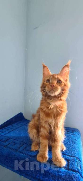 Кошки в Самаре: Котёнок породы Мейн-кун MCO female Iriska, color d Девочка, 40 000 руб. - фото 6