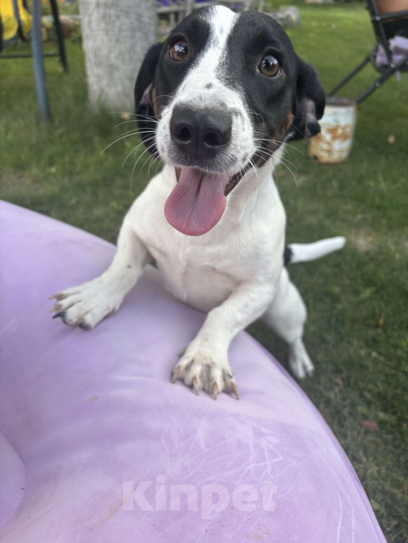 Собаки в других городах Волгоградской области: Продаю таксу окраса пайболт в хорошие руки Девочка, 15 000 руб. - фото 2