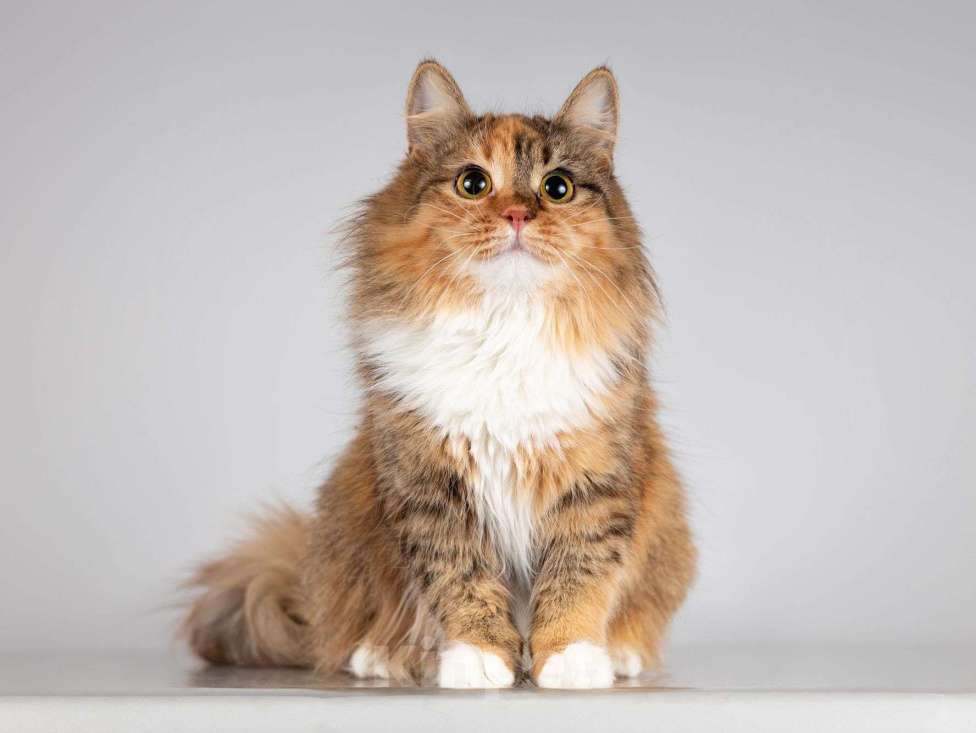 Кошки в Москве: Нежная ласковая кошечка Фиона Девочка, Бесплатно - фото 2