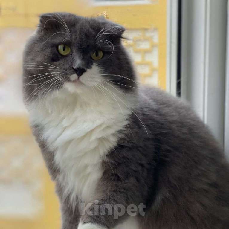 Кошки в Москве: Пушистая кошечка в добрые руки 🆘️ Срочный поиск дома Девочка, Бесплатно - фото 3