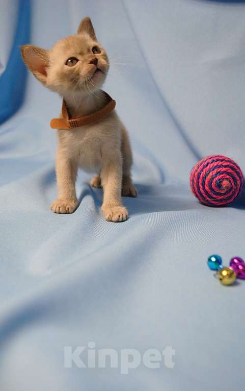 Кошки в Москве: Бурманские котята Девочка, 60 000 руб. - фото 3