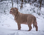 Собаки в других городах Московской области: Американский Булли стандарт Мальчик, 130 000 руб. - фото 3