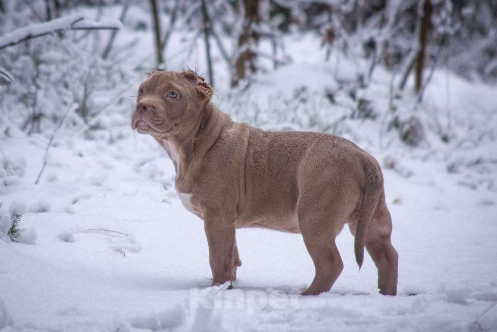 Собаки в других городах Московской области: Американский Булли стандарт Мальчик, 130 000 руб. - фото 3