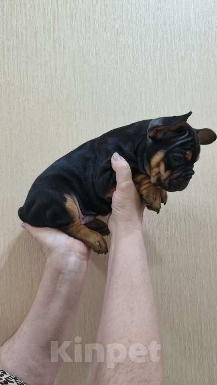 Собаки в Белореченске: Французский бульдог Мальчик, Бесплатно - фото 2