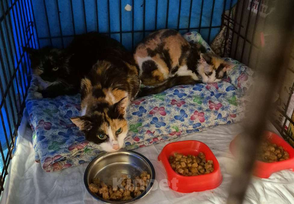 Кошки в Москве: Умерла хозяйка. Бедные кошки Девочка, Бесплатно - фото 1