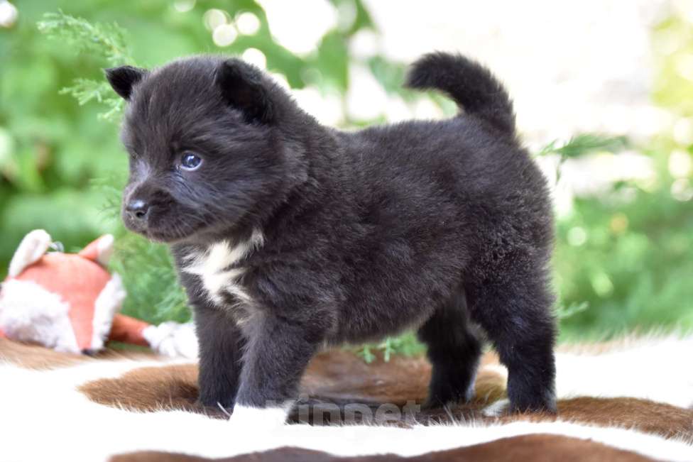 Собаки в Москве: Ненецкая оленегонная лайка, сука Ени-Кижи. Девочка, 60 000 руб. - фото 3