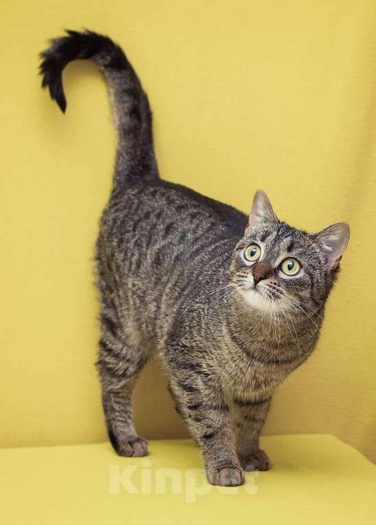 Кошки в Москве: Кошка-мем по имени Фрикаделька ищет ценителей необычных лиц и съедобных имён! Девочка, Бесплатно - фото 2