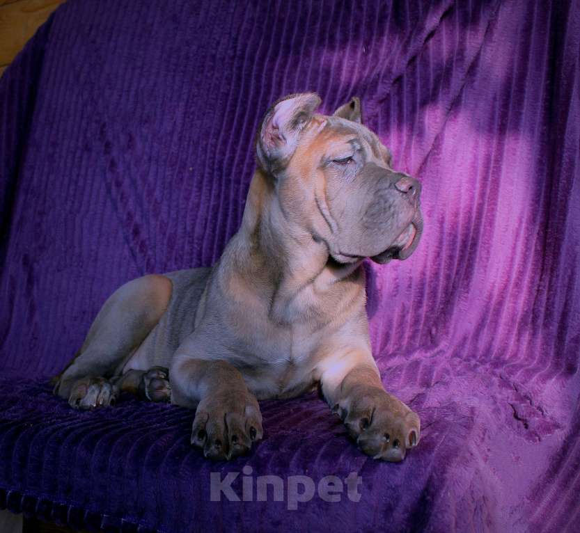 Собаки в Москве: Девочка корсо. Форментино Девочка, 120 000 руб. - фото 8