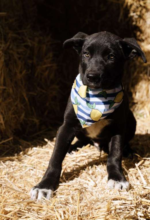 Собаки в Москве: Кай - щенок, смотрящий прямо в душу, ищет любящую семью! Мальчик, Бесплатно - фото 4