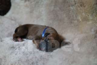 Собаки в Москве: Щенки Родезийского Риджбека Мальчик, 120 000 руб. - фото 2