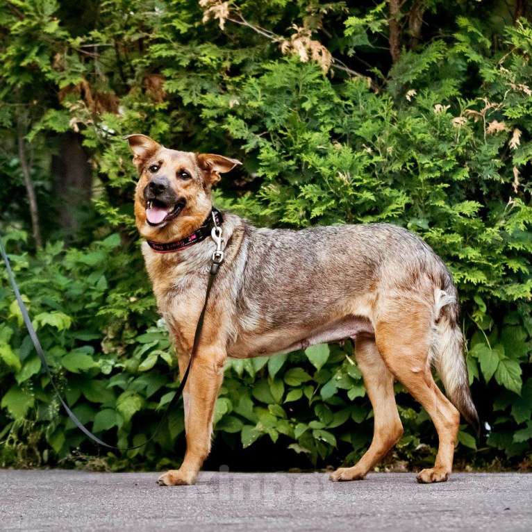 Собаки в Москве: Фреда милая и обаятельная  Девочка, Бесплатно - фото 2