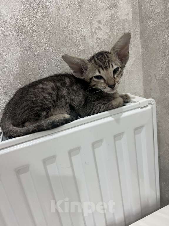 Кошки в Ростове-на-Дону: Ориентальный мальчишка Мальчик, 25 000 руб. - фото 4