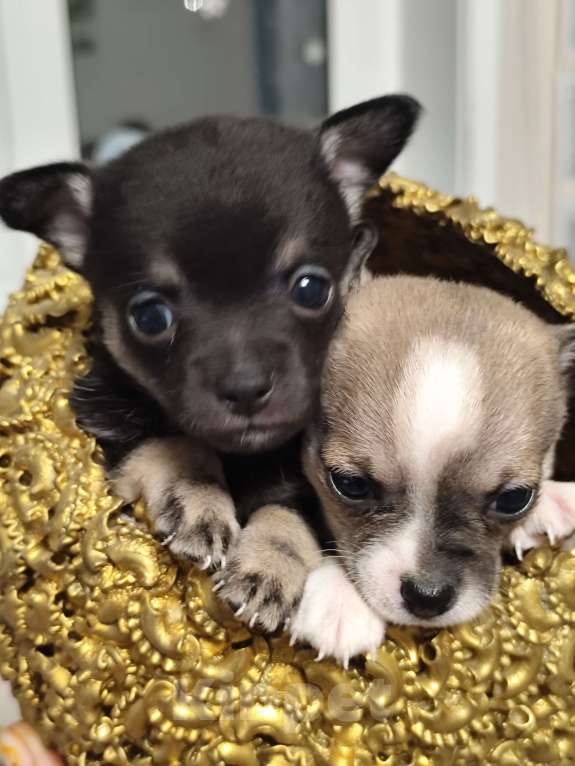 Собаки в Артеме: Продаётся, щенок мальчик чихуахуа Мальчик, 30 000 руб. - фото 4