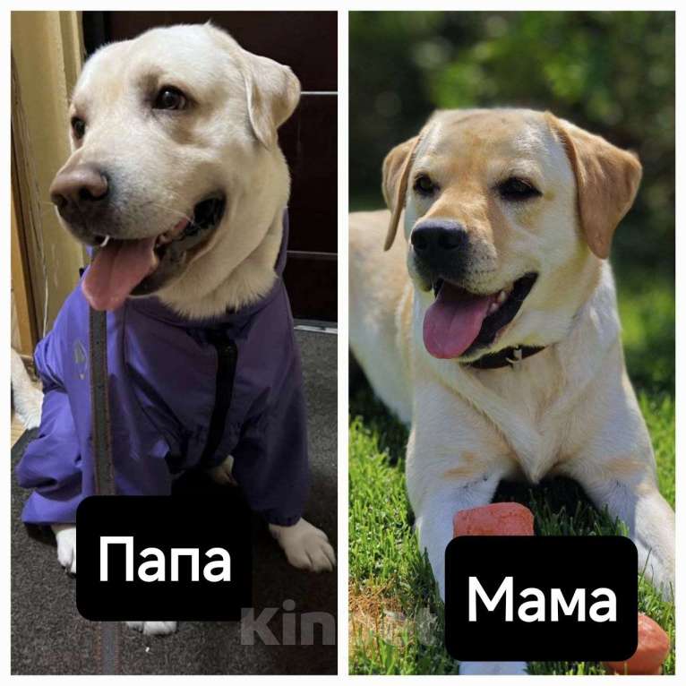 Собаки в Москве: Щенки лабрадора  Девочка, 35 000 руб. - фото 4