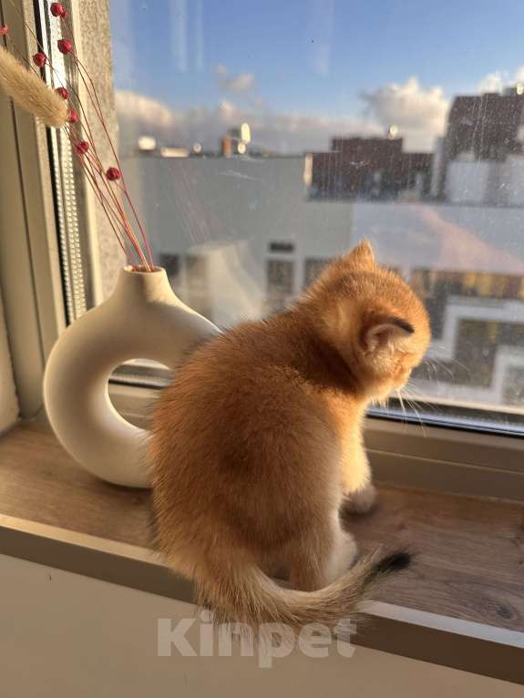 Кошки в других городах Московской области: Новогодние британские котята Мальчик, 50 000 руб. - фото 3