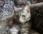 Кошки в Краснокамске: Котята  Мальчик, 1 руб. - фото 1