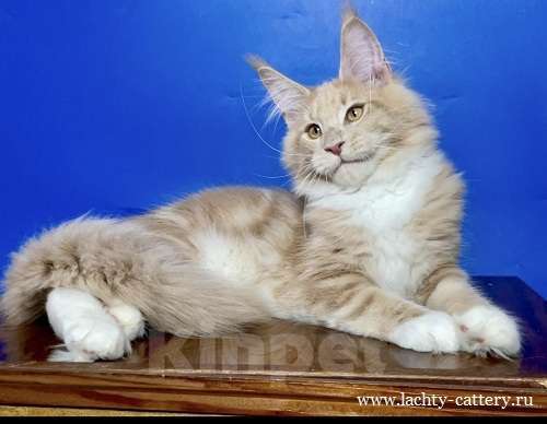 Кошки в других городах Ленинградской области: мейн кун котенок Мальчик, 50 000 руб. - фото 4