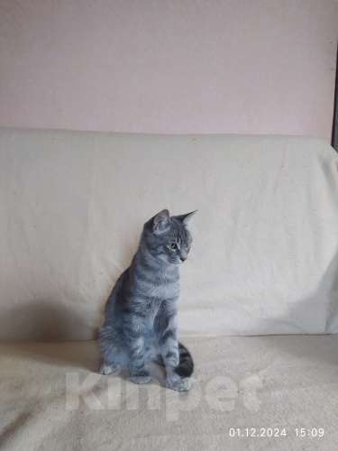 Кошки в Севастополе: Серебристый мальчик Мальчик, 100 руб. - фото 7