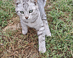 Кошки в Набережных Челнах: Египетская мау Девочка, Бесплатно - фото 5