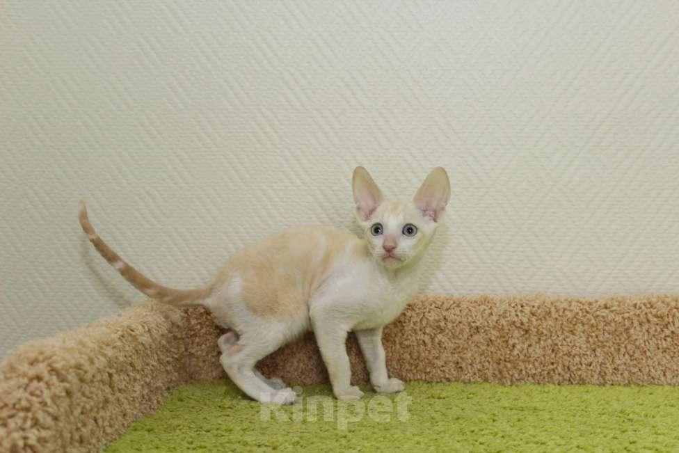 Кошки в Москве: котик редчайшего окраса, мраморный красный минк Мальчик, 90 000 руб. - фото 5