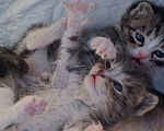 Кошки в Туле: Котенок в добрые ручки Девочка, Бесплатно - фото 1