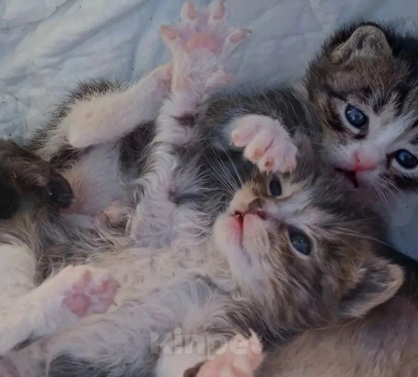 Кошки в Туле: Котенок в добрые ручки Девочка, Бесплатно - фото 1