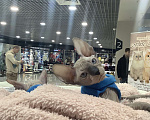 Кошки в Владивостоке: Продам котёнка Донского сфинкса. Мальчик, 35 000 руб. - фото 1