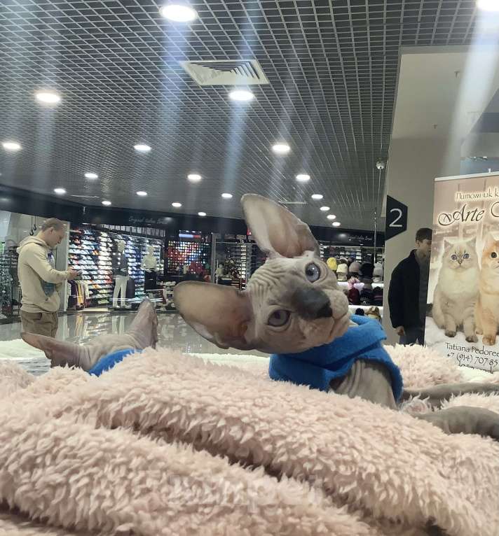 Кошки в Владивостоке: Продам котёнка Донского сфинкса. Мальчик, 35 000 руб. - фото 1