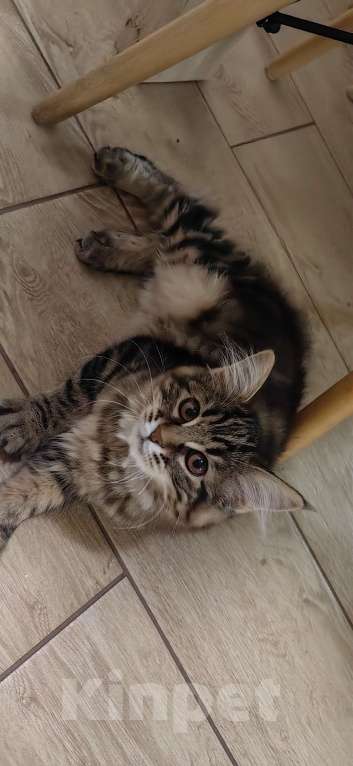 Кошки в Иркутске: Кошечка курильский бобтейл Девочка, 35 000 руб. - фото 6