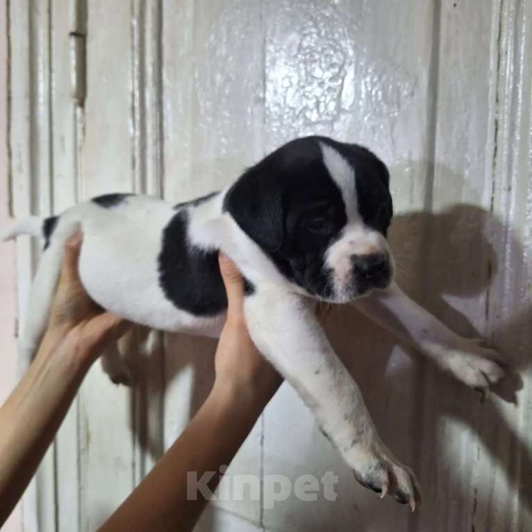 Собаки в Ростове-на-Дону: Щенок  Девочка, Бесплатно - фото 2