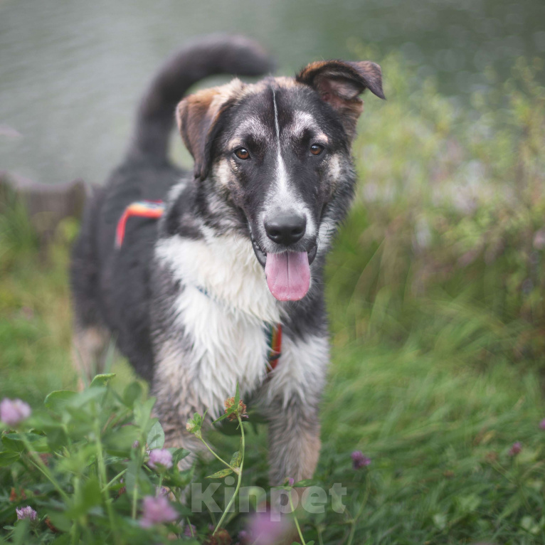 Собаки в Москве: Мякиш Мальчик, Бесплатно - фото 3