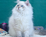 Кошки в Москве: Невский маскарадный котёнок Мальчик, 75 000 руб. - фото 5