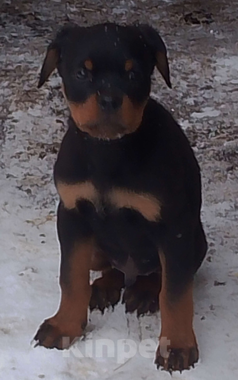 Собаки в Челябинске: Ротвейлер, щенки от питомника Мальчик, Бесплатно - фото 3