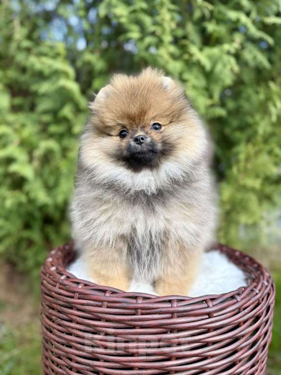 Собаки в Москве: Малышка Зара❤️ Девочка, 90 000 руб. - фото 2