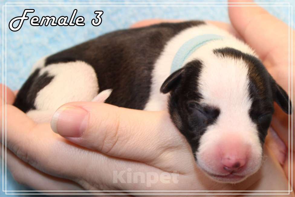 Собаки в Москве: Элегантный щенок уиппета Девочка, Бесплатно - фото 3