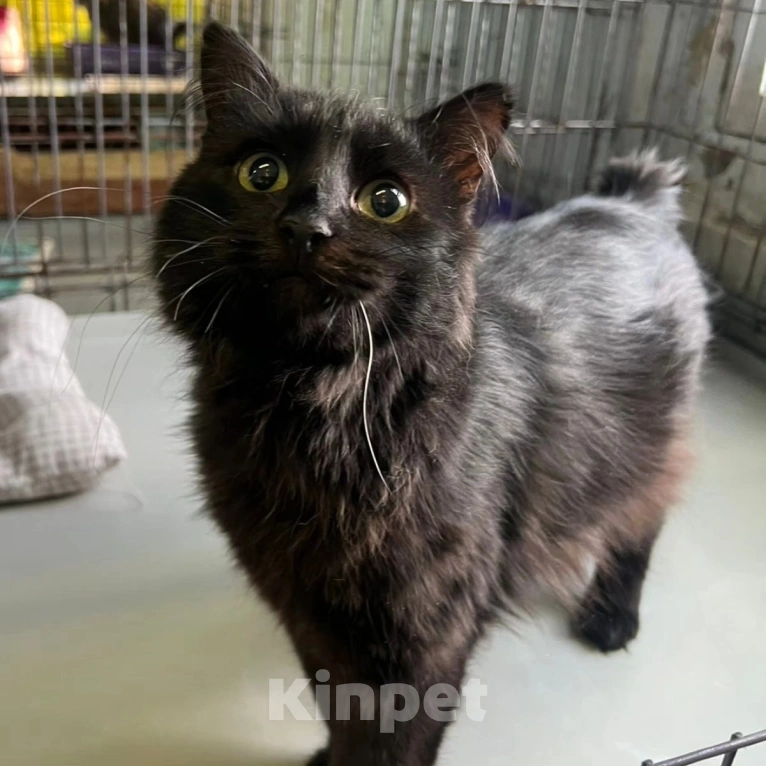 Кошки в Москве: Котику отрубили хвостик Мальчик, Бесплатно - фото 2