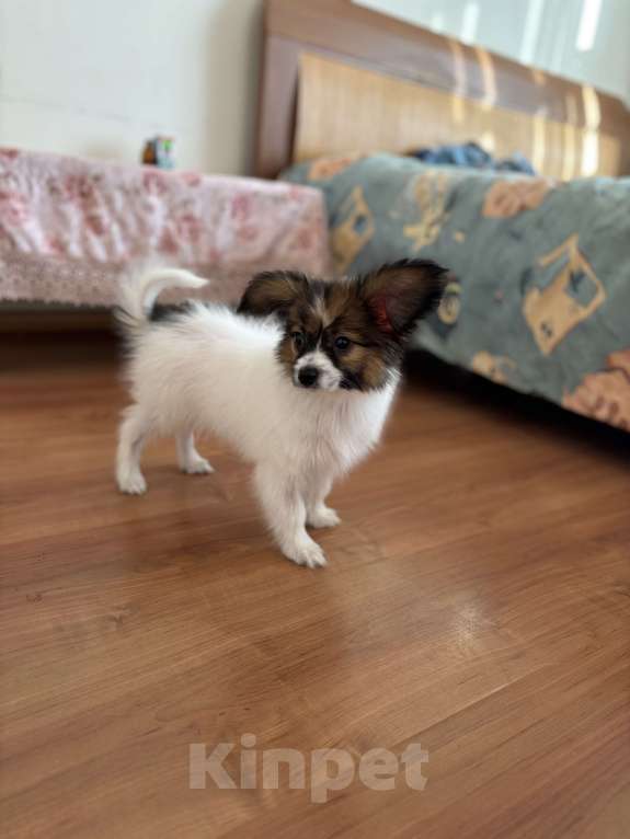 Собаки в Санкт-Петербурге: Кукольный мальчик папийона/папильона Бруно  Мальчик, 50 000 руб. - фото 4