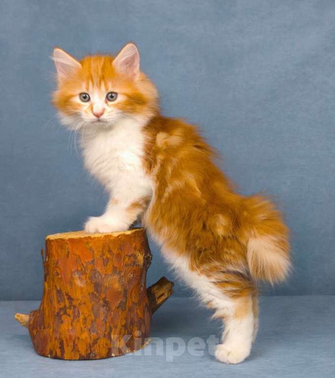 Кошки в Егорьевске: Курильский бобтейл Девочка, 60 000 руб. - фото 2