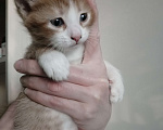 Кошки в Ульяновске: Котята рыжие с белым, мальчики девочки Девочка, 200 руб. - фото 3