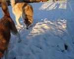 Собаки в Липецке: Хаски Вязка, 1 000 руб. - фото 3