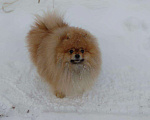 Собаки в Копейске: Вязка, 3 000 руб. - фото 1