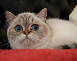 Кошки в Новоалександровске: Скоттиш страйт, 6 000 руб. - фото 3