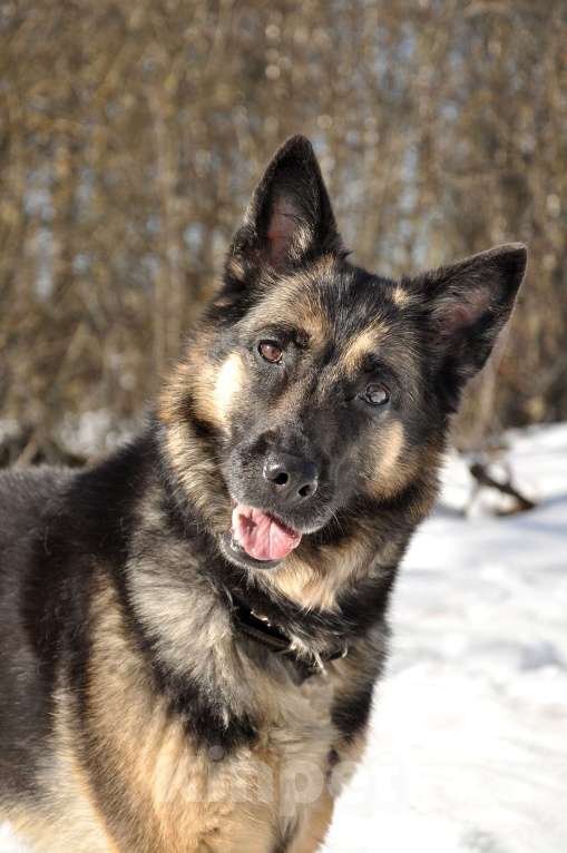 Собаки в Ногинске: Рокси попала в приют после смерти хозяина Девочка, Бесплатно - фото 2