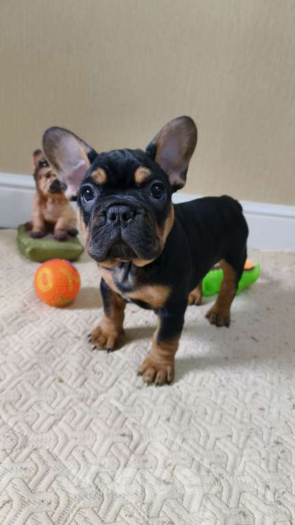 Собаки в Белореченске: Французский бульдог Мальчик, Бесплатно - фото 7