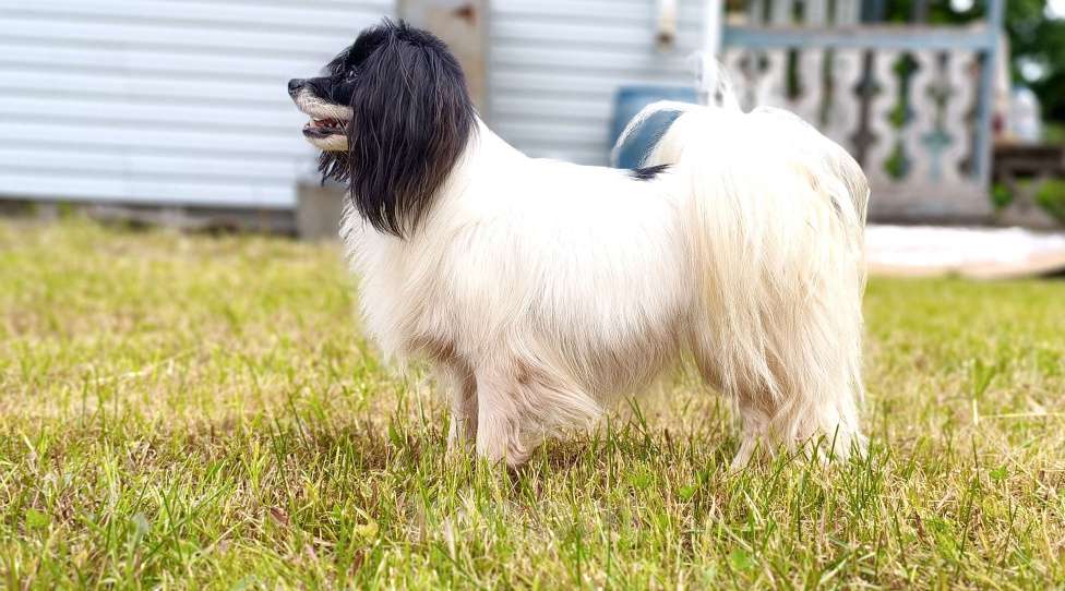 Собаки в Санкт-Петербурге: Шикарная сука фалена Девочка, 60 000 руб. - фото 3