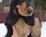 Собаки в Зеленограде: Английского кокер спаниеля щенки Мальчик, 25 000 руб. - фото 3