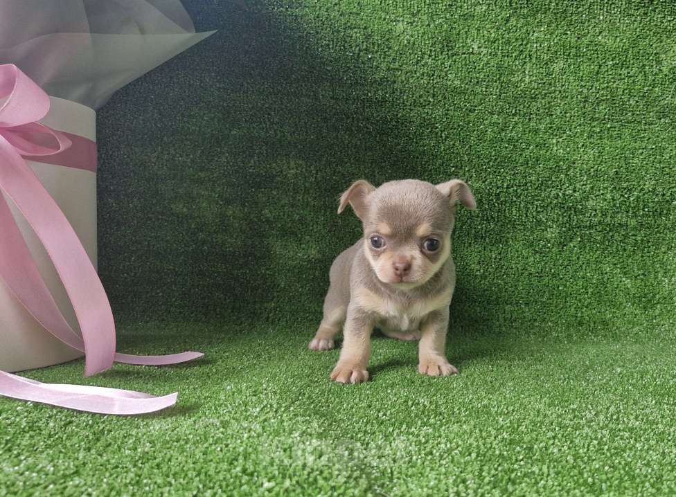 Собаки в Краснодаре: Лилов под  Девочка, 50 000 руб. - фото 2