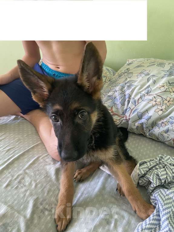 Собаки в Красноярске: Отдам в самые добрые руки щенка немецкой овчарки Мальчик, 1 000 руб. - фото 1
